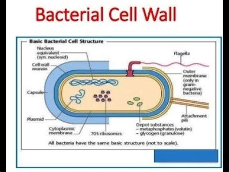 Bacteria Have Cell Walls - all about bacteria images