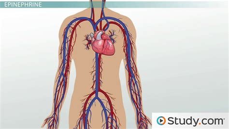 Adrenal Glands: Epinephrine, Norepinephrine & Stress Adaptation - Lesson | Study.com