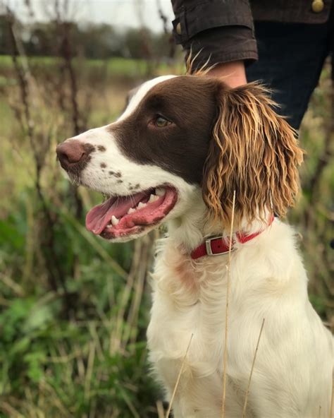 Gundog Training young Dexter the Springer Spaniel - Tessleymoor Gundogs