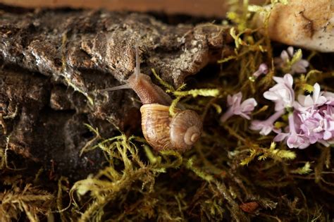 How to Make a Snail Habitat - Woodlark Blog