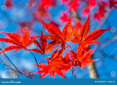 Japanese maple tree leaves stock photo. Image of leaf - 62824076