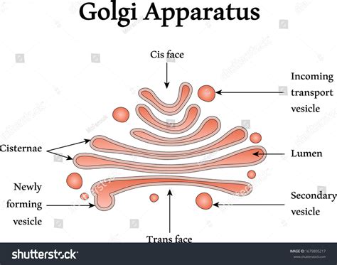 Estructura del aparato Golgi - aislado.: vector de stock (libre de ...