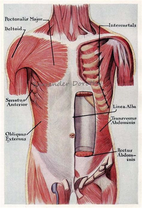 Muscles Trunk Torso Anterior Human Anatomy Vintage Medical ...