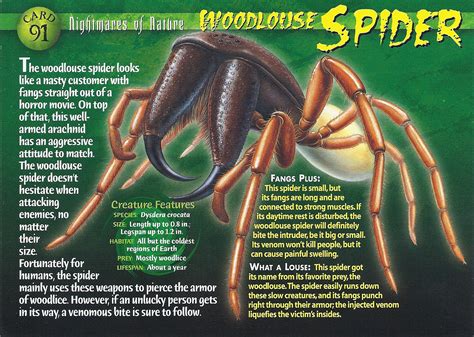 Woodlouse Spider | Weird n' Wild Creatures Wiki | Fandom