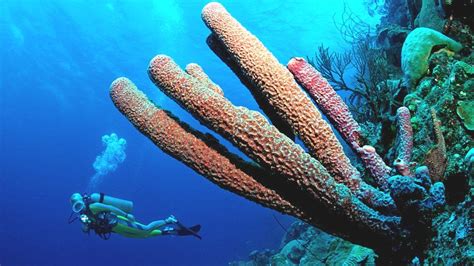 Scientists map Caribbean coral reefs to tackle climate change - BBC News