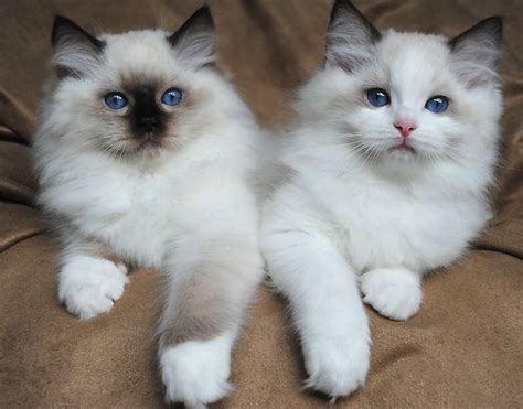 Ragdoll Cat Breeds With Pictures - Pets Lovers