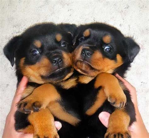 german rockwilder dog | Vom Keiser Wappen Rottweilers ~ German Rottweiler Puppies ~ | Animals ...