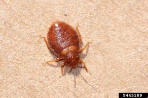 Bat Bug vs. Bed Bug: What Is the Difference? | Rest Easy Pest Control