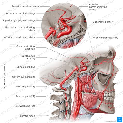 Internal carotid artery: Anatomy, segments and branches | Kenhub