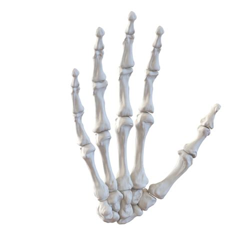 3d model human hand bones