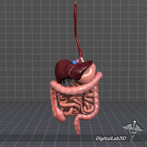 Human Digestive System 3D Model MAX OBJ 3DS FBX C4D LWO LW LWS | CGTrader.com