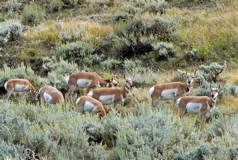 Grazing Antelope Herd Photograph