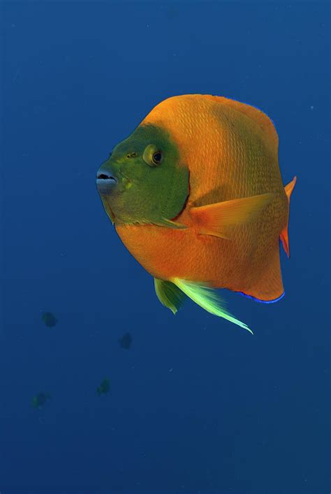 Clarion Angelfish Photograph by Luis Javier Sandoval