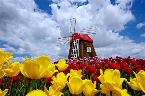 Spring Tulips & Windmills: A Stunning 4K Ultra HD Wallpaper