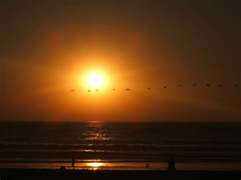 Birds Across A San Diego Sunset Free Stock Photo - Public Domain Pictures