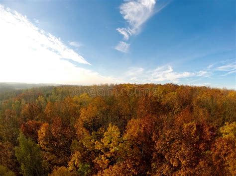 Autumn Trees Forest Aerial View Stock Photo - Image of view, landscape ...