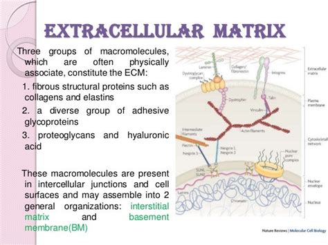 Cell adhesion molecules and matrix proteins