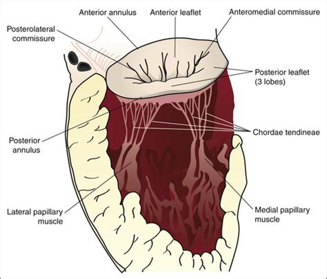 Role of Transesophageal Echocardiography in Mitral Valve Repair ...