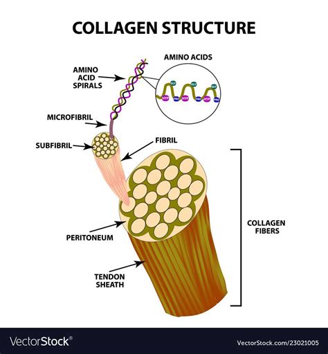 Skin Elasticity, Beauty Tips For Skin, Beauty Skin, Skin Anatomy, All Natural Vitamins, Hair ...