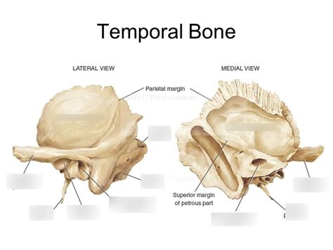 Temporal Diagram | Quizlet