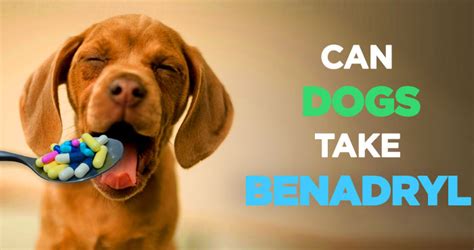 Benadryl for Dogs: Benefits, Dosage, Side Effects, Safety and More