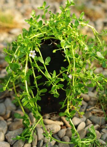 Brahmi (Bacopa monnieri) potted plant, organic | Strictly Medicinal Seeds