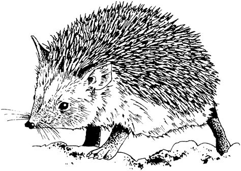 Hedgehog Coloring Pages - Kidsuki