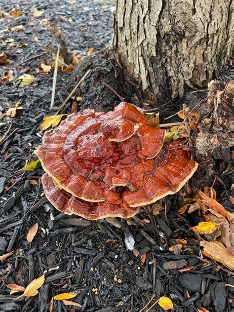 Reishi Mushroom Identification, Species, and Foraging - Mushroom Appreciation