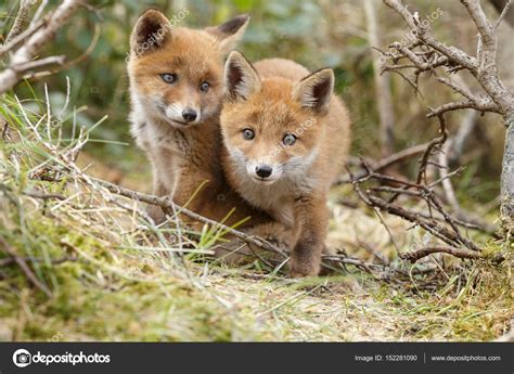 Two red fox cubs posing — Stock Photo © MennoSchaefer #152281090