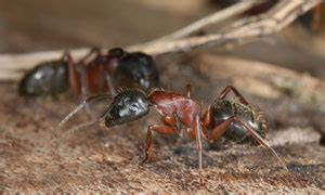 Carpenter Ants - South Shore IPM