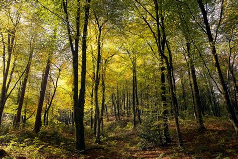 Taking care of our woodland habitats - Blackdown Hills National Landscape