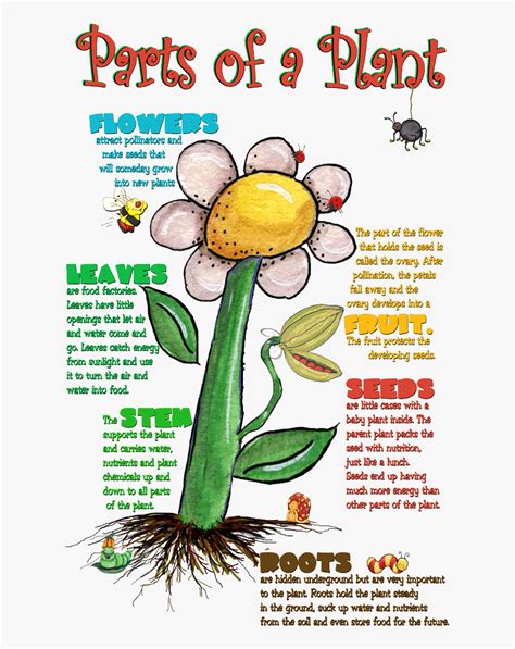 Clip Art Parts Of A Daisy Flower Diagram - Parts Of The Plants And Its Functions , Free ...