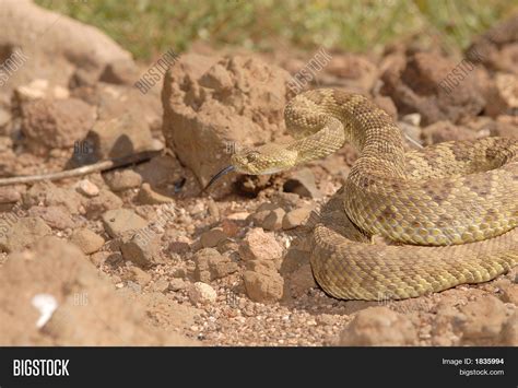 Mojave Rattlesnake Image & Photo (Free Trial) | Bigstock