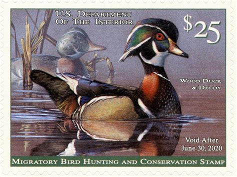 2019-20 FEDERAL DUCK STAMPS ON SALE NOW! - Brookline Bird Club