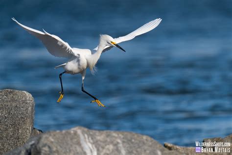 Colorado Rocky Mountain Wildlife Photography-Bryan Maltais