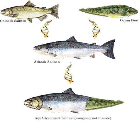 GE Salmon: 5 Questions & Answers about “FrankenFish” - Worcester Food Policy Council