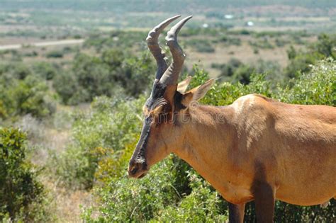 Red Hartebeest antelope stock image. Image of animal, buck - 2157087