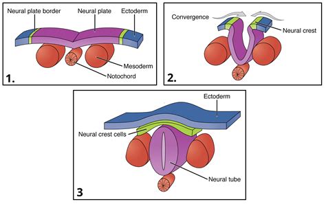 Development of the Central Nervous System