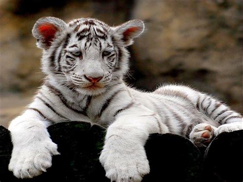 White Tiger Cub Wallpapers - Wallpaper Cave