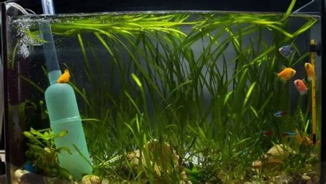 Learn How To Identify, Control, and Remove Harmful Aquarium Algae