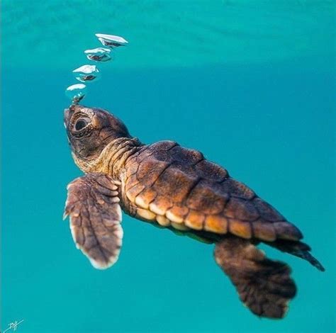 Pin by M Ferreira on Under the Sea | Turtle, Sea turtle, Baby sea turtles