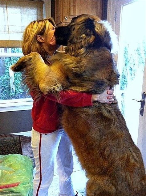 Parting Shot -- 11.15.11 | Leonberger dog, Large dog breeds, Dog breeds