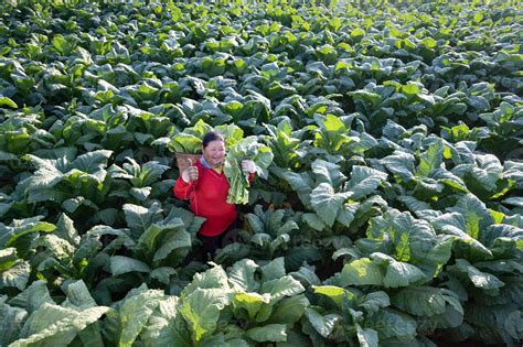 Old lady harvesting tobacco leaves in the harvest season Farmers collecting tobacco leaves ...