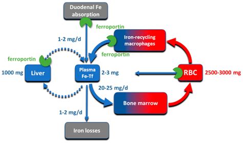 IJMS | Free Full-Text | Hepcidin-Ferroportin Interaction Controls ...