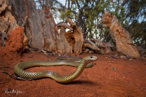 Australian Reptile Photographer Ross McGibbon | Mulga Snake Prints