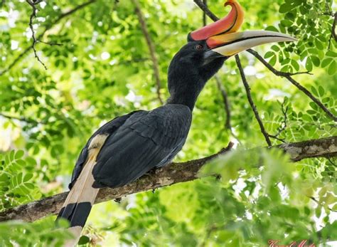 Menarik! 7 Fakta Tentang Burung Enggang, Hewan Langka