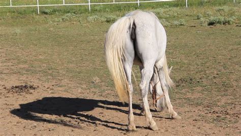 White Horse Tail Stock Footage Video 4376003 - Shutterstock