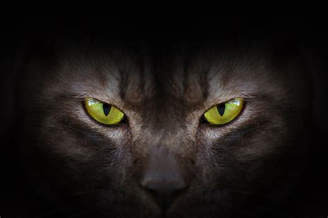 Aggregate more than 154 angry cat wallpaper hd super hot - vova.edu.vn