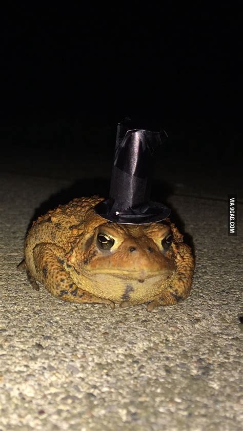 We found a toad, so we made it a top hat. - 9GAG