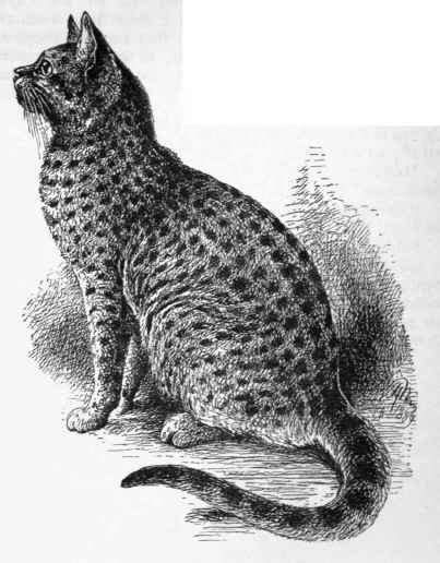 Spotted Tabby Cat